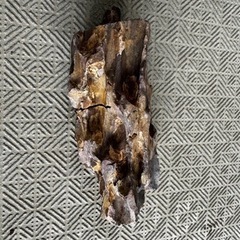 流木 メダカ アクアリウム　熱帯魚　金魚の画像