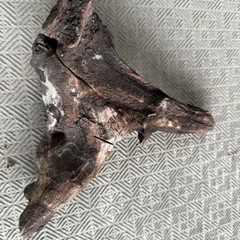 流木 メダカ アクアリウム　熱帯魚　金魚の画像