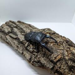 パラワンオオヒラタクワガタ　ペア