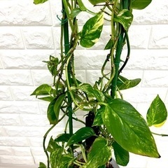 観葉植物　ポトス　ガーデニング