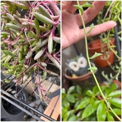 多肉植物 ネックレス系 