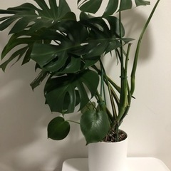 モンステラ　　観葉植物
