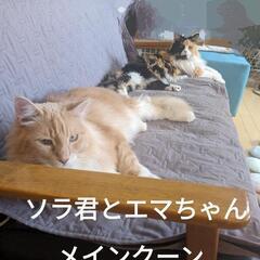 【〜5/31 10%OFF】