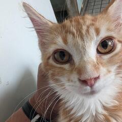 猫カフェ『小学生以下　無料』