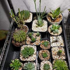 【お取引中】多肉アソート！アガベ サボテン ハオルチア ユーフォ...