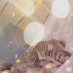 はじめまして(=・ω・）ノ女性のお友達募集します(*^^*) - 鎌ケ谷市