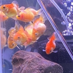 ※国産ピンポンパール※