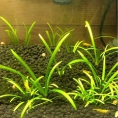 水草
