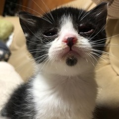 【お話中】黒白ハチワレくん