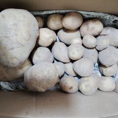 無農薬　じゃがいも　出島　訳あり　決まりました