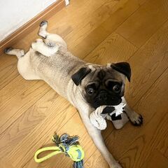 【譲渡が確定しました。沢山のお問合せありがとうございました】パグ　フォーン　オス　1才5ヶ月 - 文京区