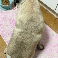 【譲渡が確定しました。沢山のお問合せありがとうございました】パグ　フォーン　オス　1才5ヶ月 - 犬