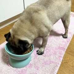 【譲渡が確定しました。沢山のお問合せありがとうございました】パグ　フォーン　オス　1才5ヶ月 − 東京都