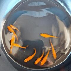 紅帝メダカ　有精卵30個＋5個