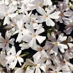 芝桜株分けしてくださる方🌸