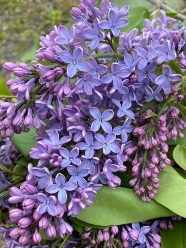 生活雑貨 家庭用品 ガーデニング