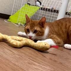 茶色の子決まりました‼️今お問合せいただいてる方以外一旦受付中止 - 里親募集