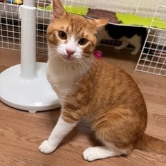 茶色の子決まりました‼️今お問合せいただいてる方以外一旦受付中止 − 北海道