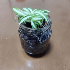 オリヅルラン　植物　観葉植物　1株