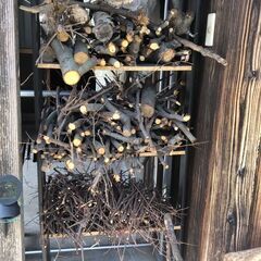 キャンプ　焚火　焚き火　薪　　小枝を差し上げます。