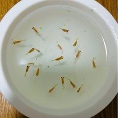 ピンポンパールの稚魚　10匹〜の画像