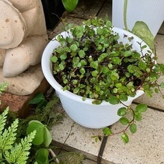 観葉植物🪴等　鉢付きの画像