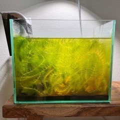【受付終了しました】30cm水槽（アカヒレ、ミナミヌマエビ）の画像