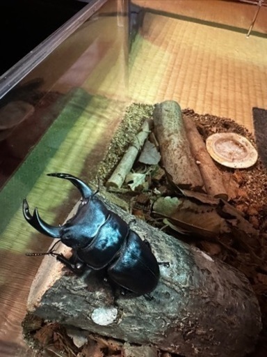 天然採取‼️オオクワガタ