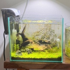 【受付終了しました】30cm水槽（アカヒレ、ミナミヌマエビ）の画像