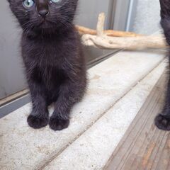 真っ黒の子猫ちゃん