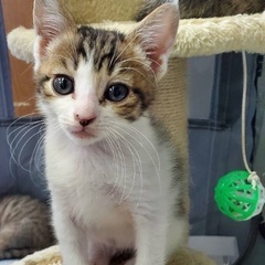 祝❗️正式譲渡✨生後3ヶ月子猫（女の子）人懐っこい美猫❤️✨