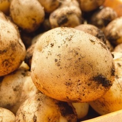 新じゃが とうや 1kg250円  の画像