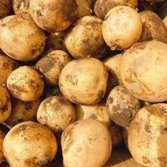 新じゃが とうや 1kg250円  の画像
