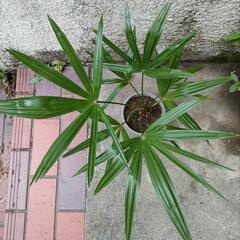 ヤシ科の観葉植物　　　　【観音竹？シュロ竹？(小さな鉢植え)】の画像