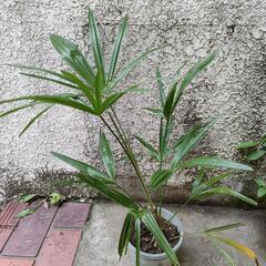 ヤシ科の観葉植物　　　　【観音竹？シュロ竹？(小さな鉢植え)】の画像