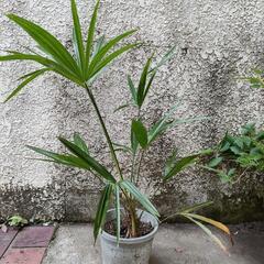 ヤシ科の観葉植物　　　　【観音竹？シュロ竹？(小さな鉢植え)】の画像