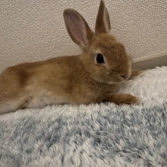 【里親決まりました】ネザーランドドワーフ