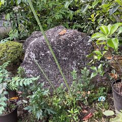 庭石　引き取っていただけませんか➀の画像