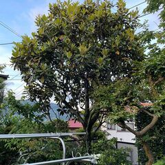 庭石　引き取っていただけませんか➀の画像