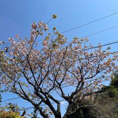 庭石　引き取っていただけませんか③の画像