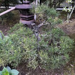 庭石　引き取っていただけませんか③の画像
