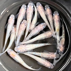 メダ活仲間募集ー！！🐟　