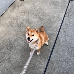 ドッグフード　たくさんのお問い合わせありがとうございました！の画像