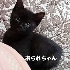 ブラックスモーキー兄妹