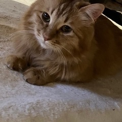 4歳男の子里親募集！