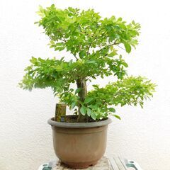 タイワンレンギョウ