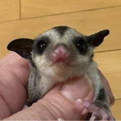 本日お迎え可能‼️フクロモモンガ ノーマル リューシ
