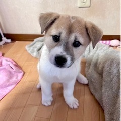 生後2ヶ月半ほど、可愛い仔犬の男の子！