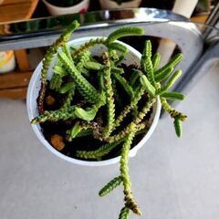 【多肉植物】クラッスラ属『若緑』(WMR150)の画像