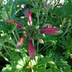 インカのユリ？の画像